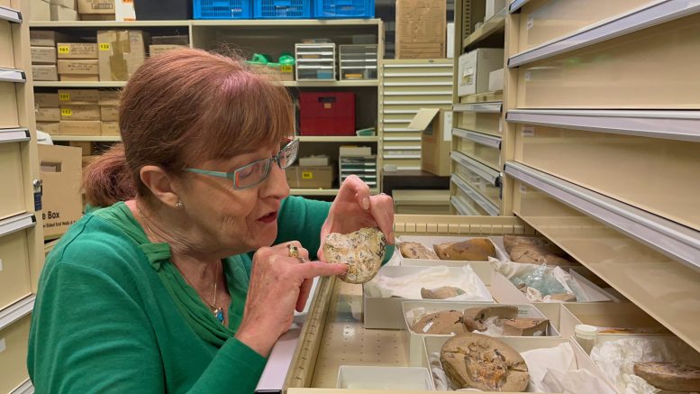 Professor Kate Trinajstic Inspects the Ancient Fossils