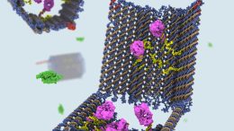 Programmable DNA Nanorobot