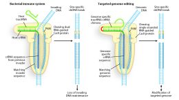 Programmable DNA Scissors Illustration