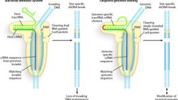 Programmable DNA scissors