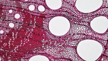 Promiscuous Enzyme Turns Waste into Sustainable Products