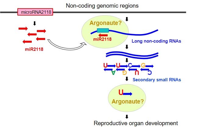 Proposed Mechanism microRNA2118