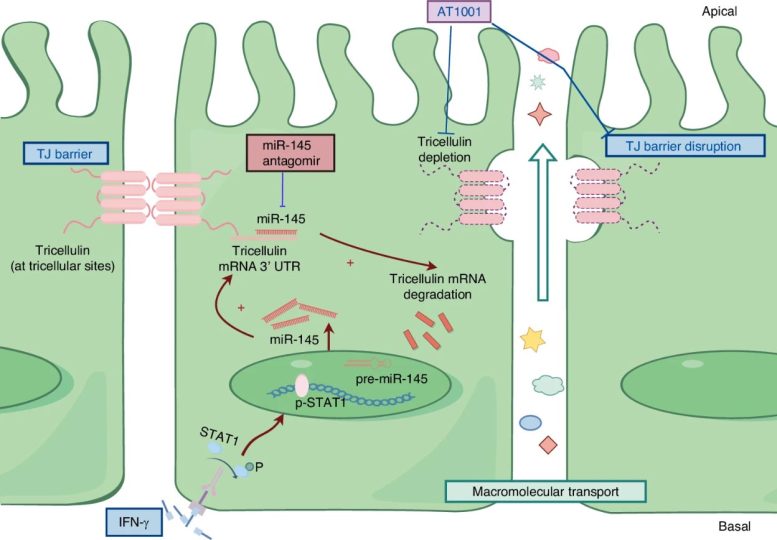 Proposed Mechanism of Interferon γ Induced Downregulation of Tricellulin in Salivary Epithelial Cells