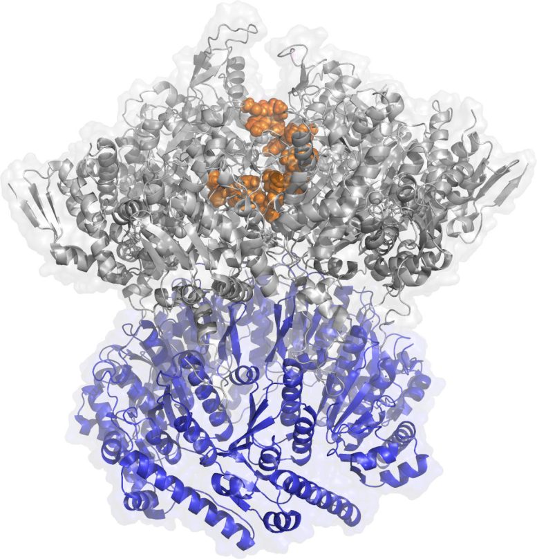 Protease ClpX Rendering