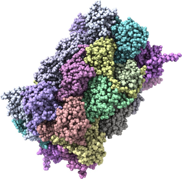 Proteasome