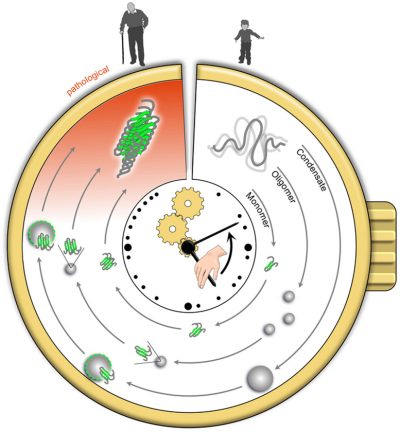 Unlocking the Secrets of Aging: Could Protein Clumps Predict Age
