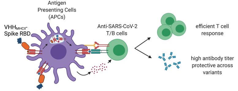 Protein-Based SARS-CoV-2 Vaccine