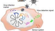 Protein-Based Sensor Detects Viral Infection and Kills Cancer Cells