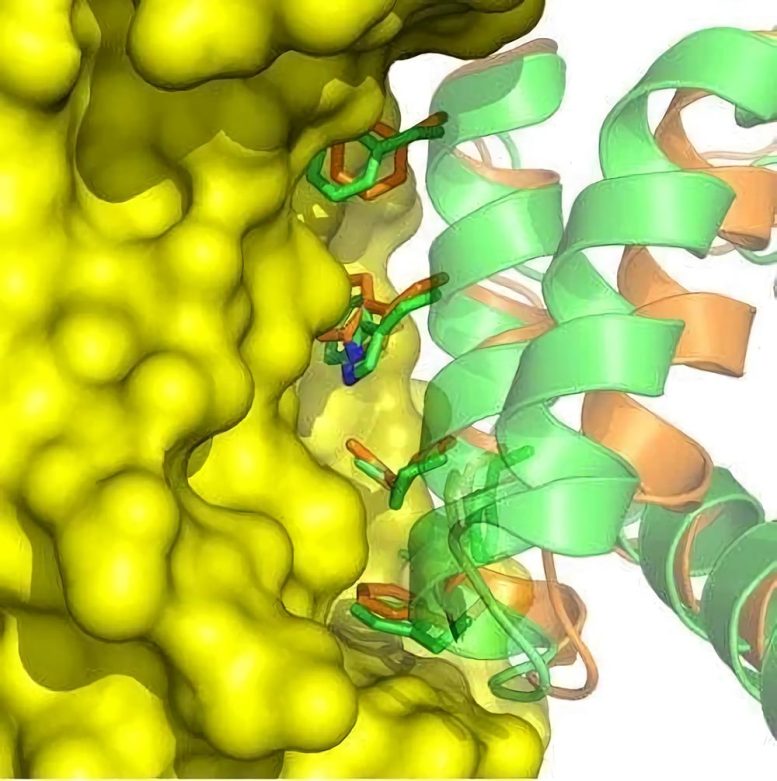 Protein Bound to Surface of Spanish Flu (H1N1) Hemagglutinin