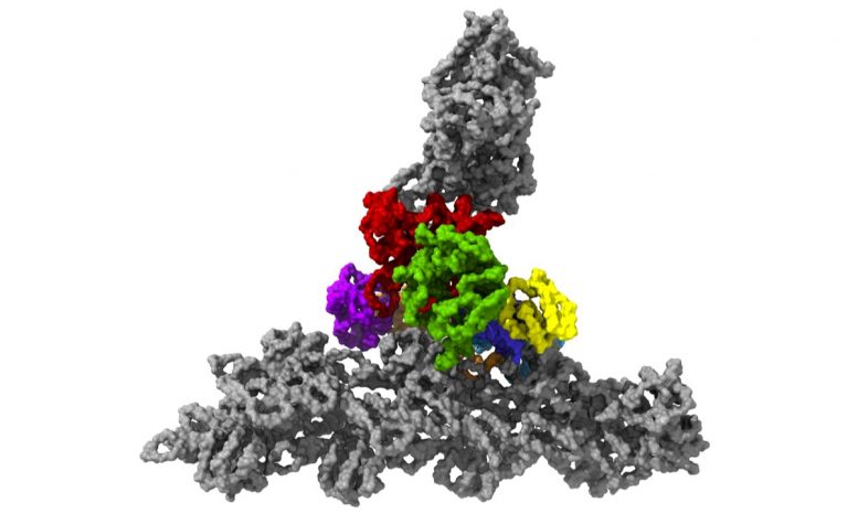 Protein Complex Arp2/3