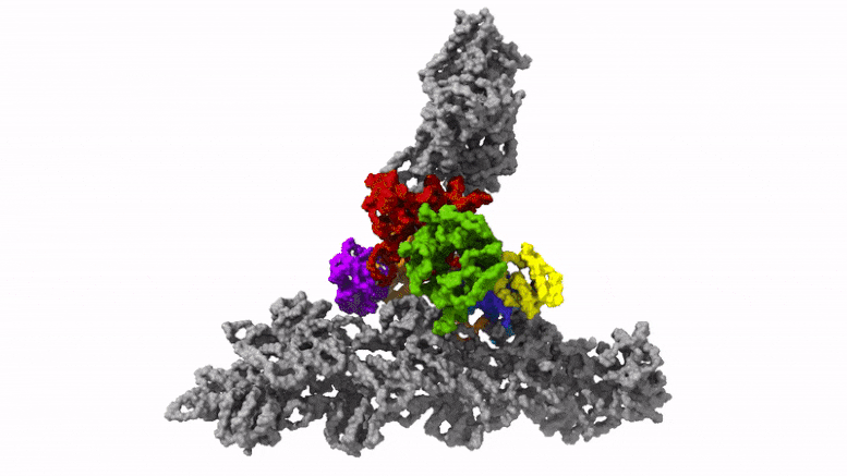 Protein Complex Arp2 3