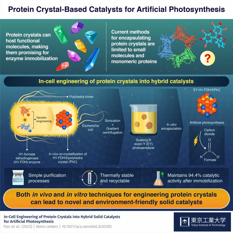 Catalyseurs à base de cristaux de protéines pour la photosynthèse artificielle