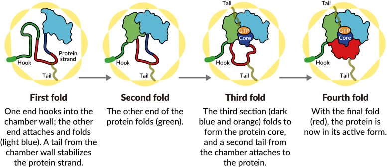 Protein Folding Steps