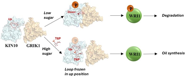 Protein Interaction Pathways Schematic