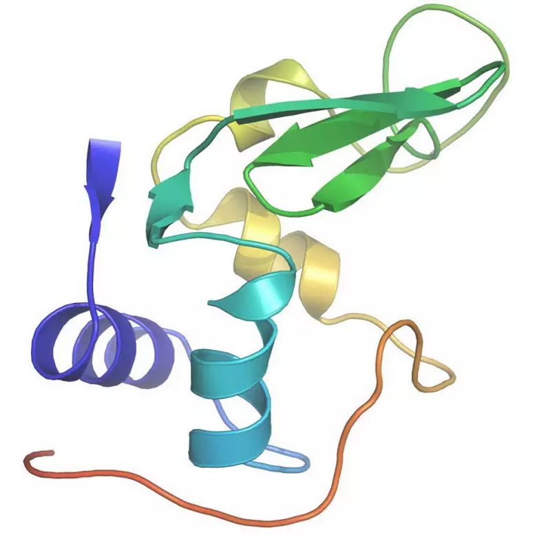 Protein Lysozyme Structure