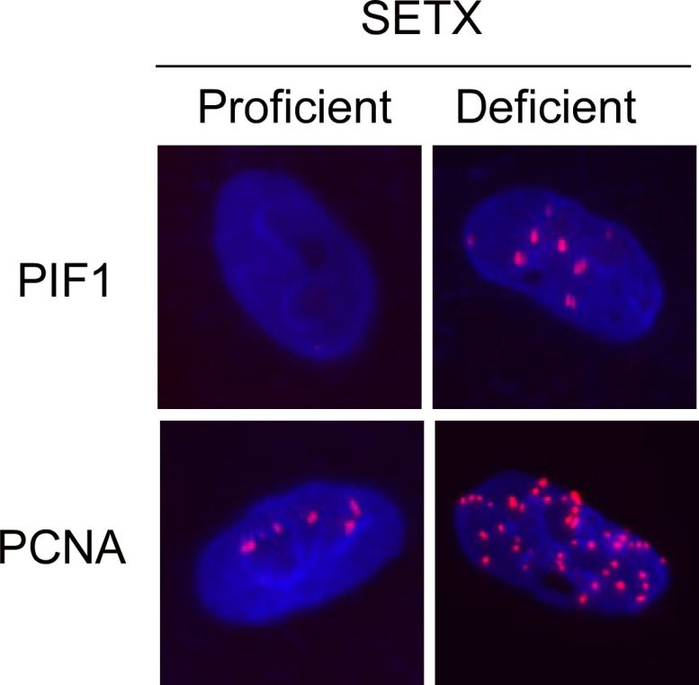 Proteins PIF1 and PCNA Gather at Sites of DNA Damage Graphic