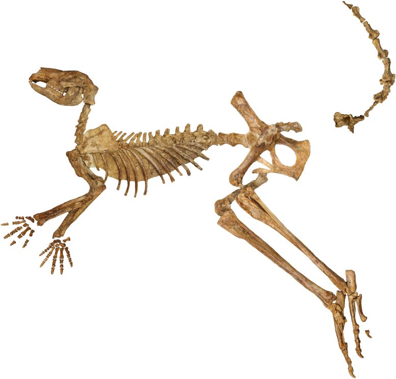 Scheletro fossile di Protymnodon viator