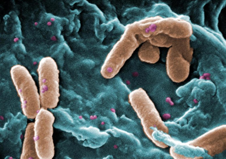Bactérias Pseudomonas aeruginosa