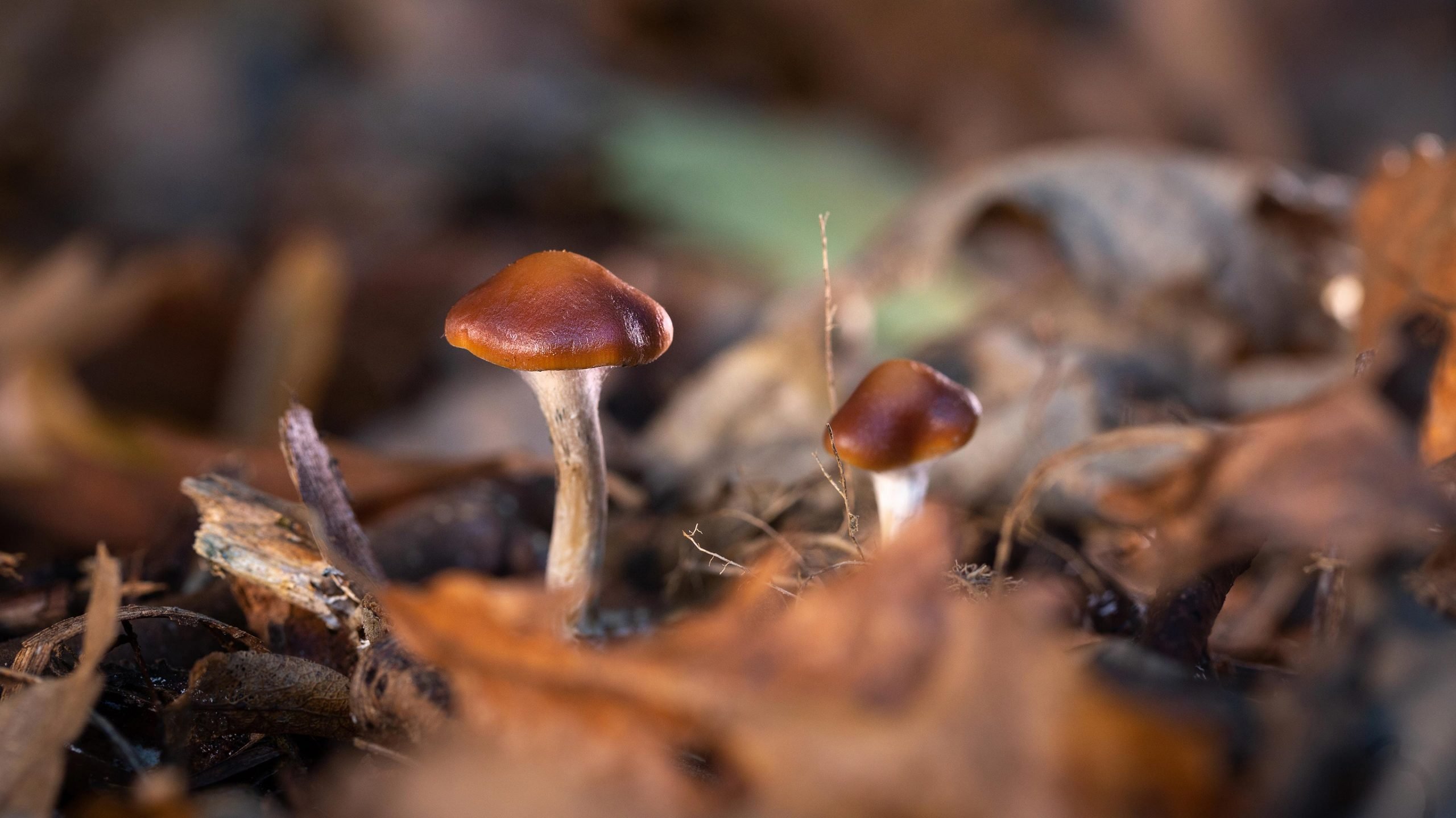 Psychedelic Magic Mushroom Compound, Psilocybin, acts at least as well as leading antidepressant