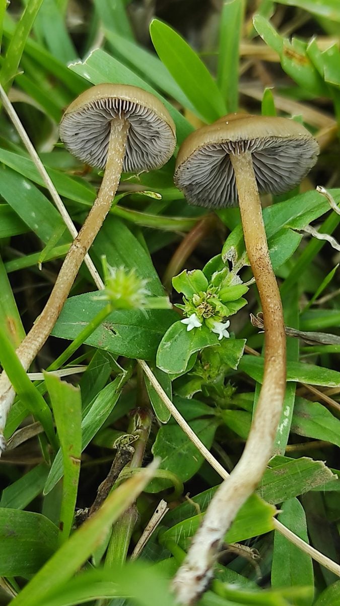 Angielski Psilocybe