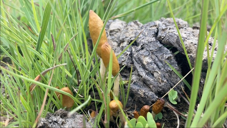 Psilocybe maluti