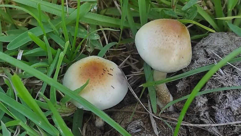 Psilocybe ochraceocentrata