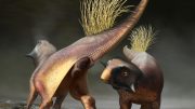 Psittacosaurus Reconstruction