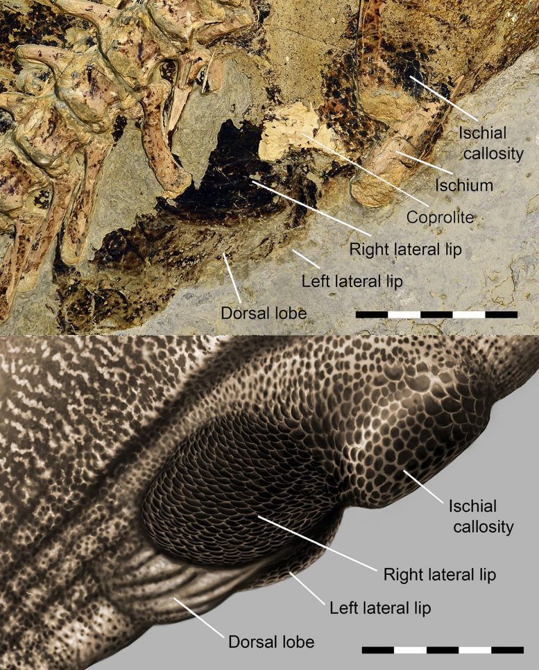 Psittacosaurus Reconstruction Cloacal Vent