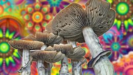 Psychedelic Drugs Magic Mushrooms