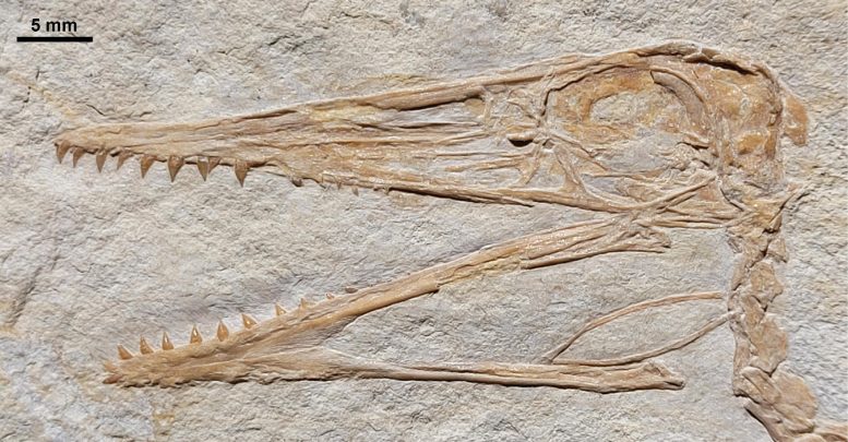 Pterodactylus antiquus Skull