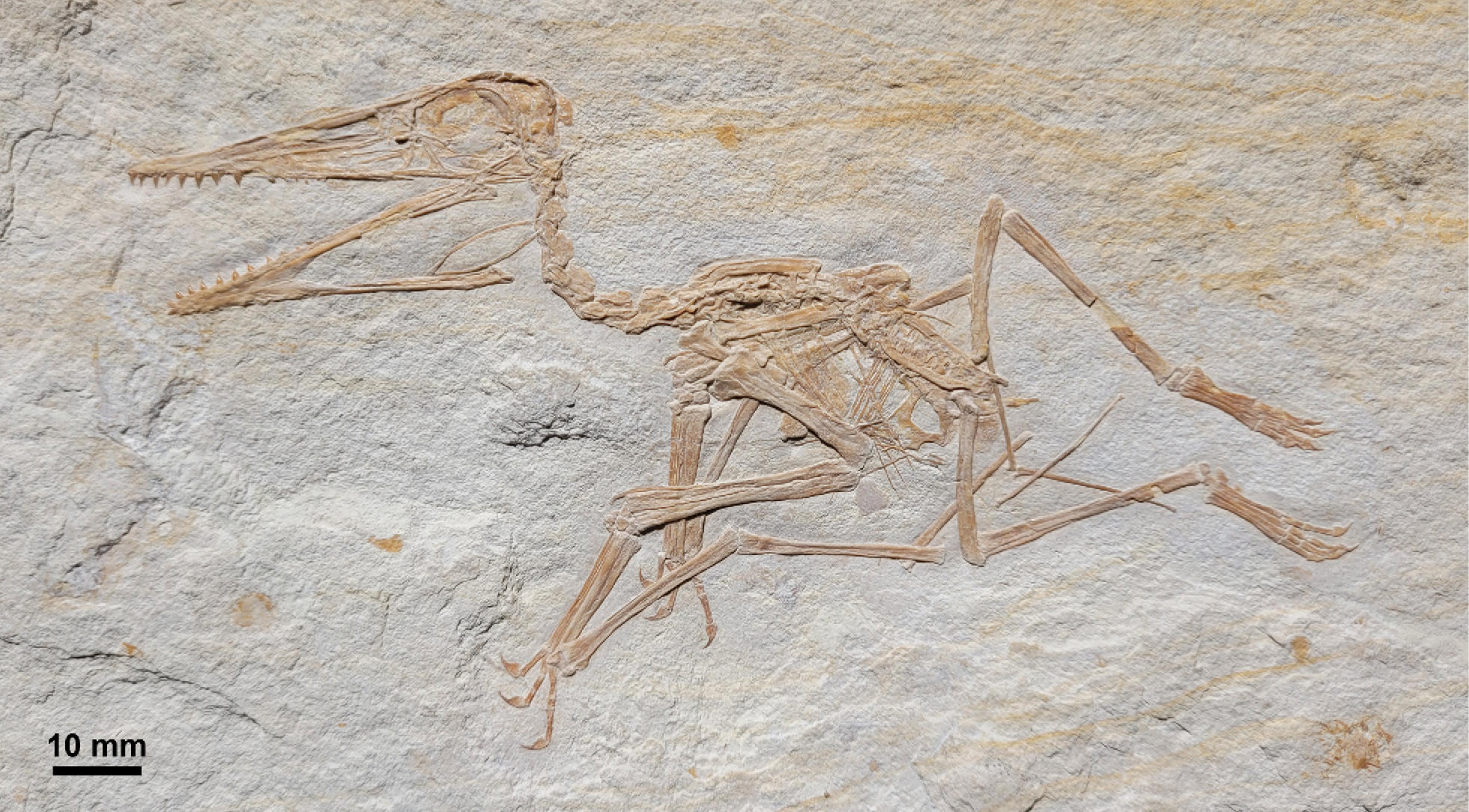 152 Million Years Old – Scientists Discover the Oldest Pterodactylus Fossil Yet thumbnail