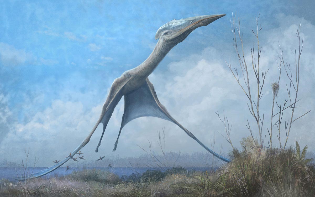 Studying Pterosaurs – Largest Animals Ever to Fly – To Better Engineer  Manmade Flight