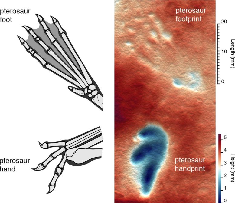 Pterosaur Tracks Revealed in 3D Comparison With Fossil Limbs