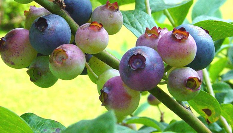 Pterostilbene Rich Blueberries on Plant