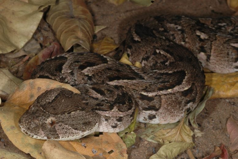 Puff Adder Snake Resting on Dry Leaves