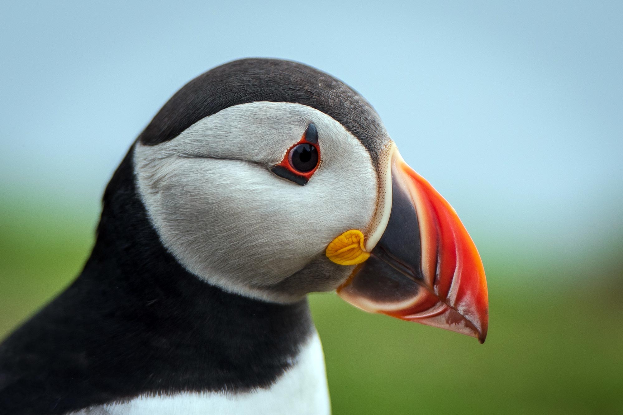 Puffin Bird