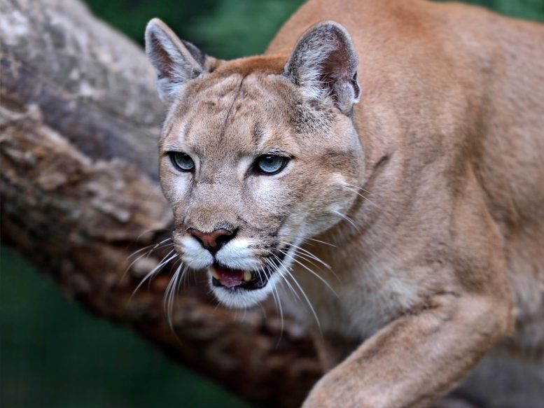 Puma Cougar Mountain Lion