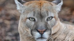 Puma Cougar Mountain Lion Close Up