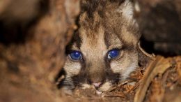Puma Kitten