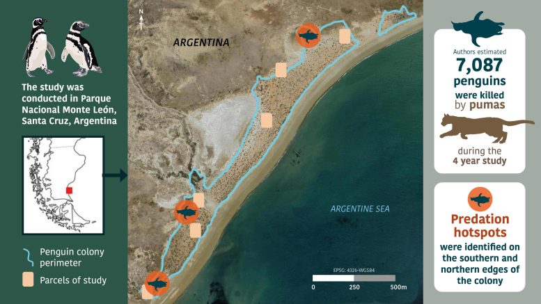 Pumas Putting Patagonian Penguins at Risk