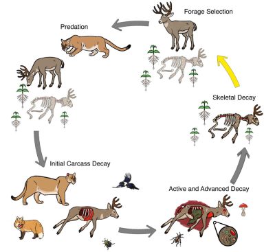 Puma’s Secret Garden: Study Reveals Sly Strategy of Nurturing Nature To
