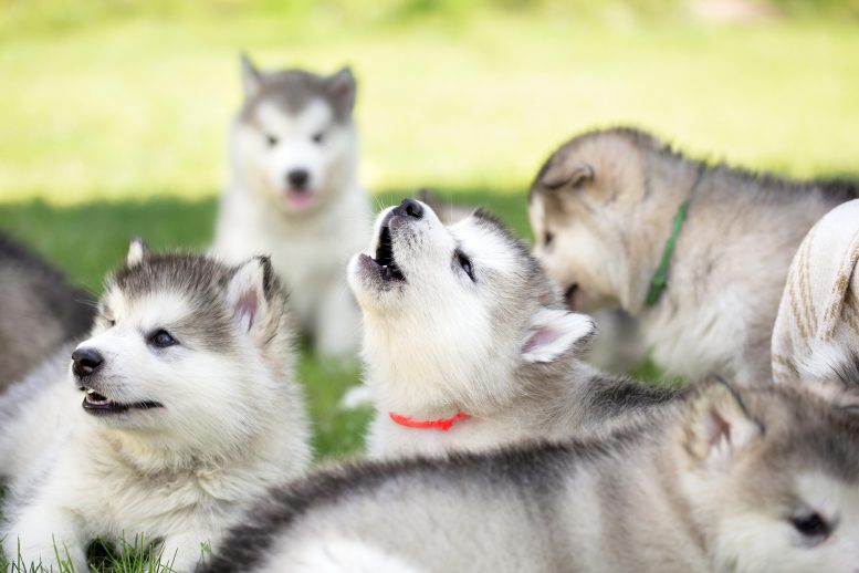 Puppies Try Howling