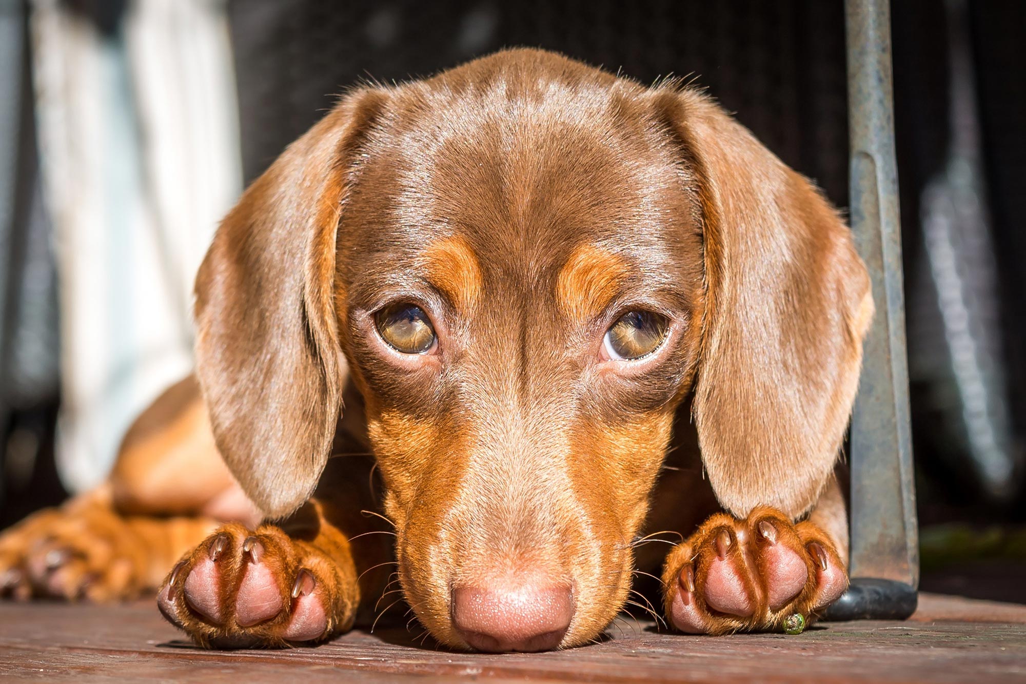 Revealing the Science Behind Those Irresistible Puppy-Dog Eyes thumbnail