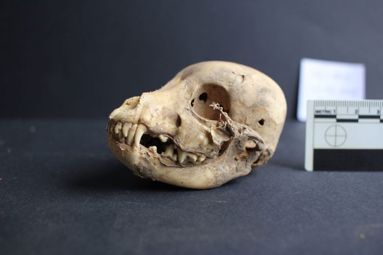 Puppy Skull From Castillo De Huarmey in Peru