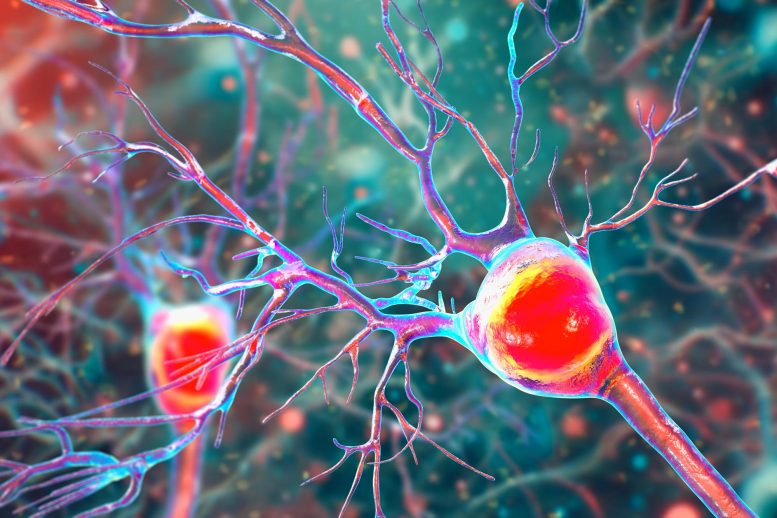 Purkinje Neurons