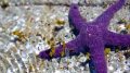 Purple Starfish