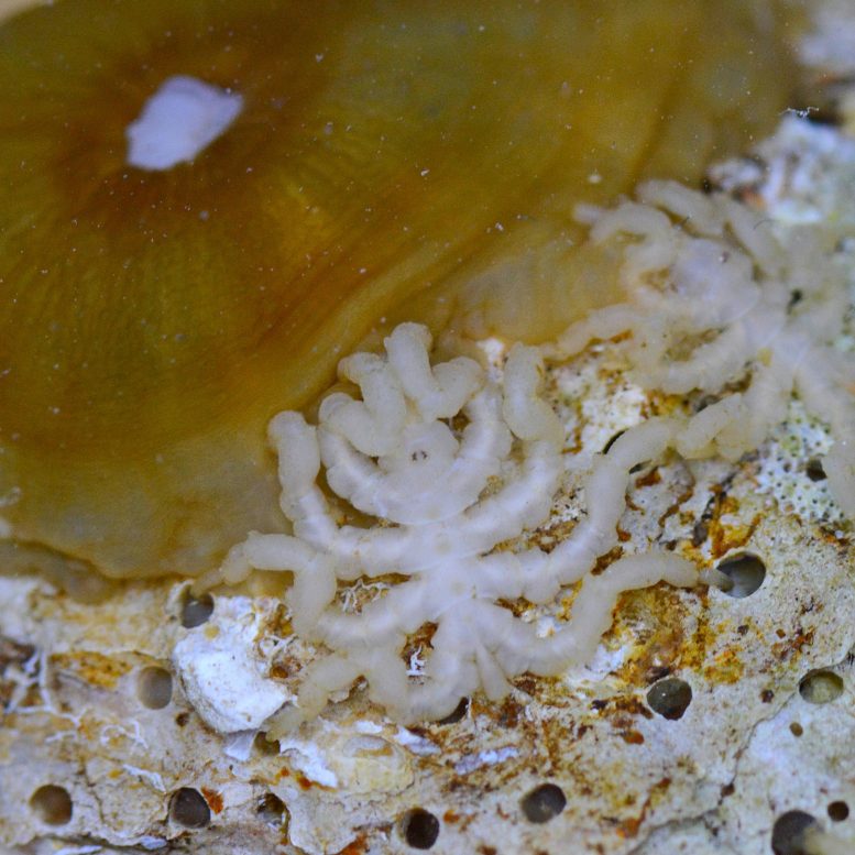 Pycnogonum litorale Adult Male Feeding on Sea Anemone