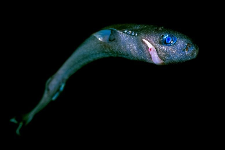 Mining the Deep Sea Could Erase Sharks We’ve Only Just Discovered