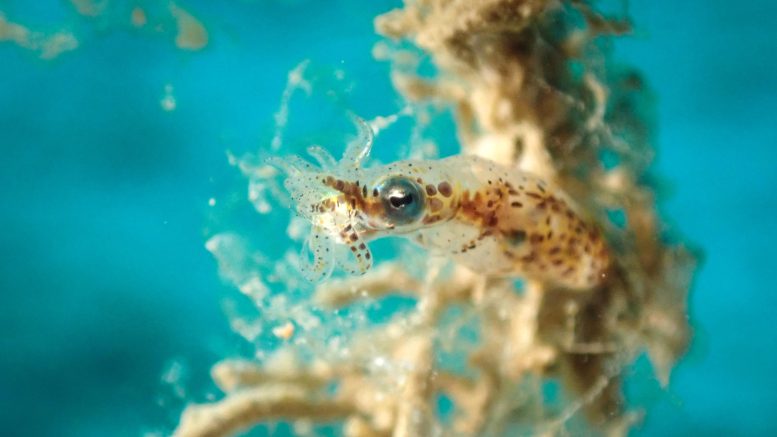 Pygmy Squid (Idiosepius sp)