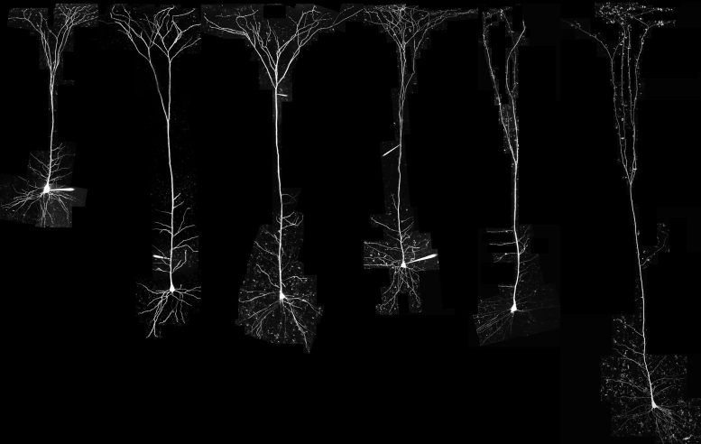 Pyramidal Neurons From Different Species